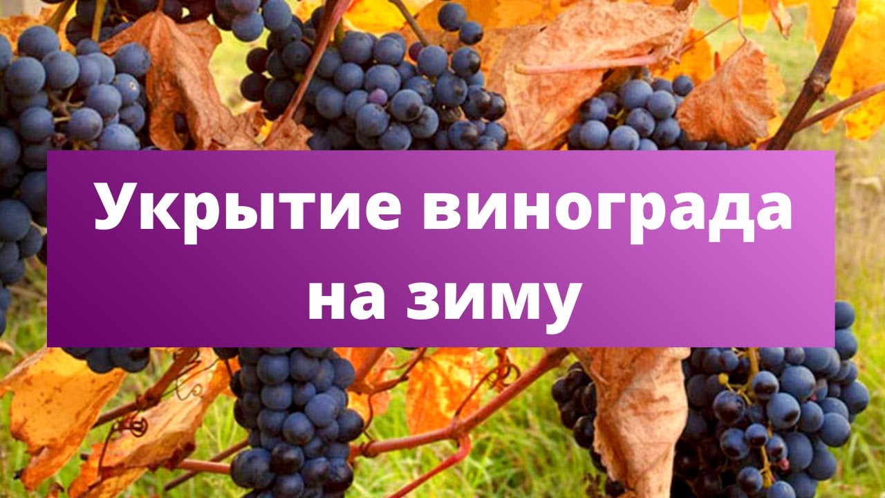 ШУБА ДЛЯ ВИНОГРАДА. Надежный способ укрытия винограда на зиму! - YouTube